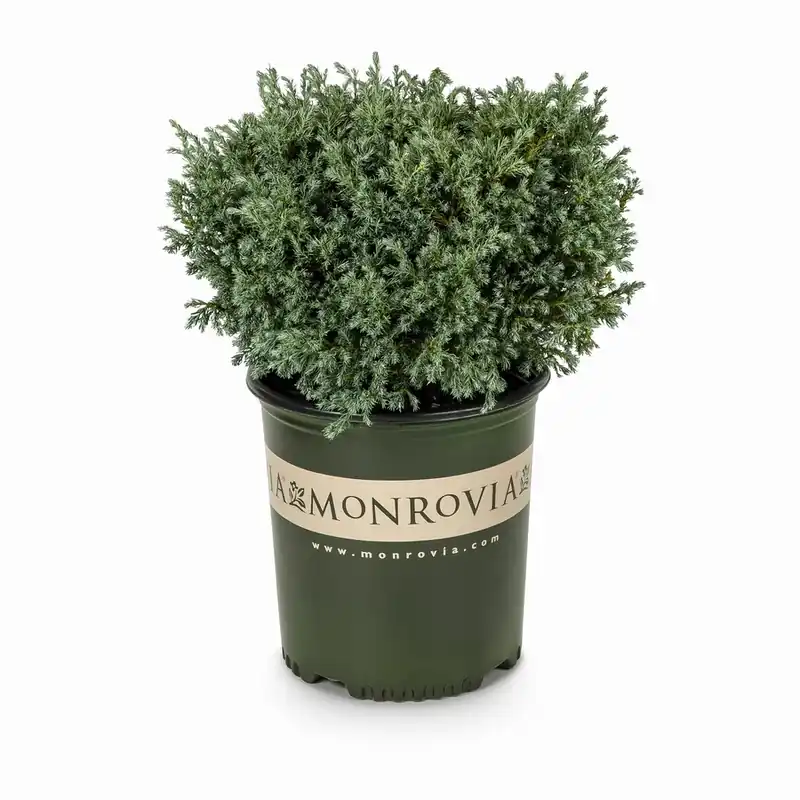 1.6-gallon Baby Blue Sawara Cypress Foundation And Hedge Shrub