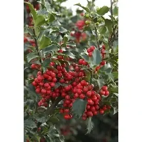 1.6-gallon Berri-magic Kids Holly Combination Foundation/hedge Shrub