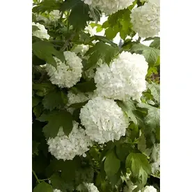 1.6-gallon White Eastern Snowball Flowering Shrub - Vibrant Garden Addition
