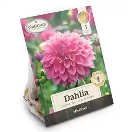 DeGroot Platinum Performers Dahlia Dinnerplate Lucky Number Plant 1 Pk
