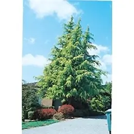 3.58-gallon Golden Deodar Cedar Screening Shrub For Landscaping