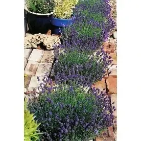 2.6-quart Thumbelina Leigh English Lavender Plant - P15231