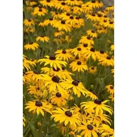 2.6-quart Goldsturm Black Eyed Susan Flowering Plant