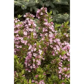 2.6-quart Pink Poppet Weigela Flowering Shrub - Vibrant Blooms