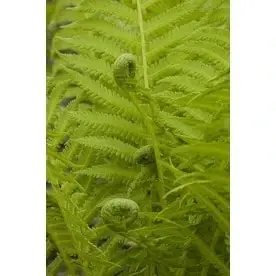 3-quart European Ostrich Fern - Lush Green Foliage For Indoor And Outdoor Spaces