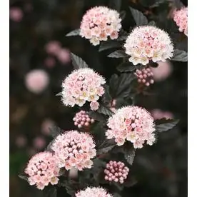 1.6-gallon Pink Petite Plum Ninebark Flowering Shrub - Vibrant Ornamental Plant
