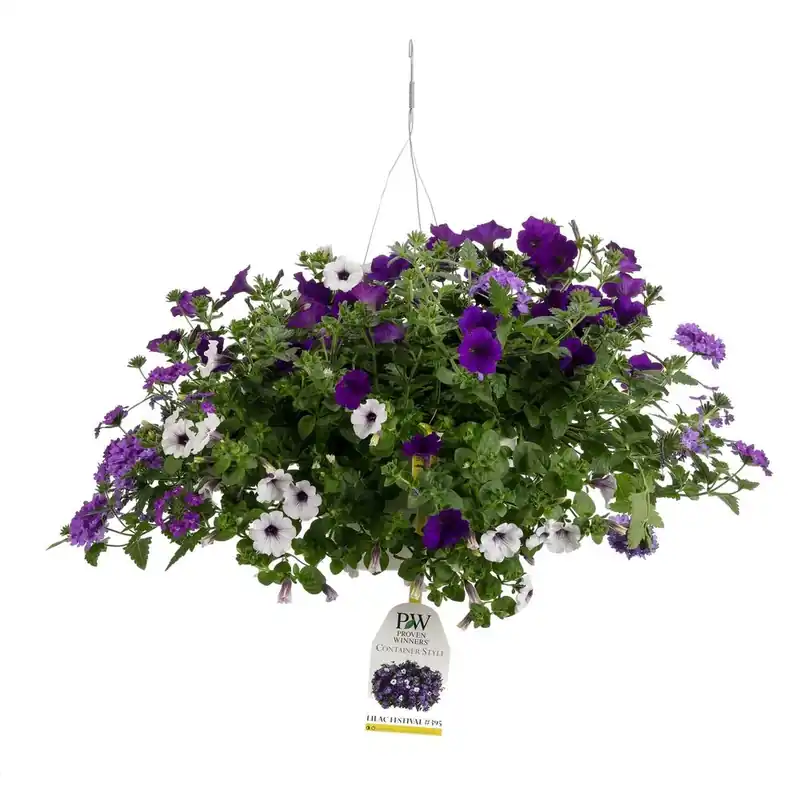10 Inch Lilac Festival Combination Hanging Basket With Live Purple And Blue Flowers