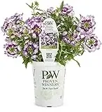 4.25 Inch Superbena Sparkling Amethyst Grande Seeds For Vibrant Gardens