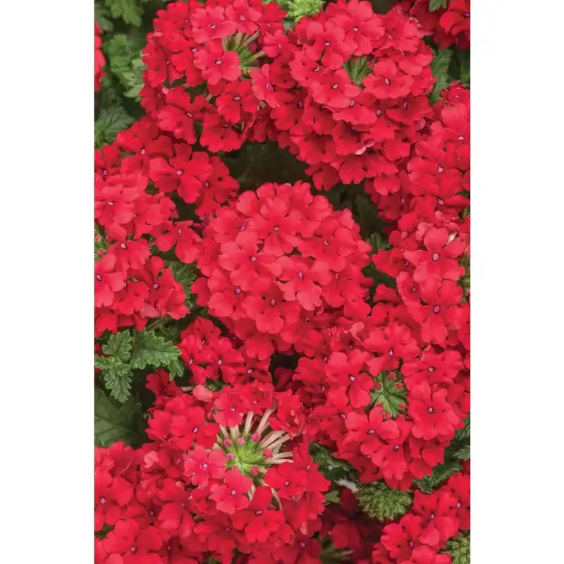 Superbena Red