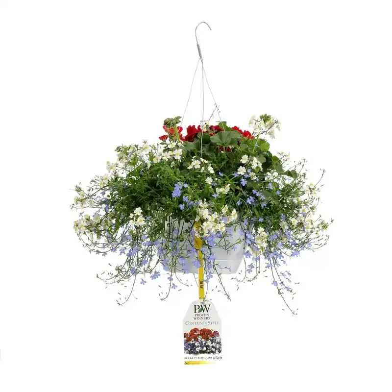 10 Inch Rocket‘s Red Glare Combination Hanging Basket With Live Red, White, And Blue Flowers