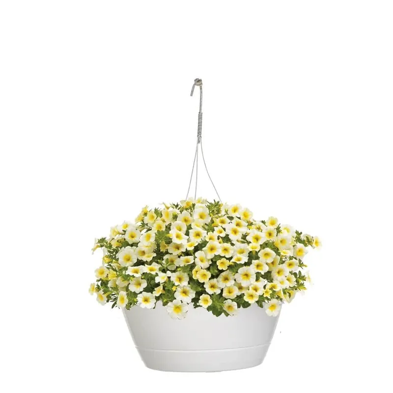 10 In. White And Yellow Calibrachoa Superbells Over Easy Mono Hanging Basket Plant