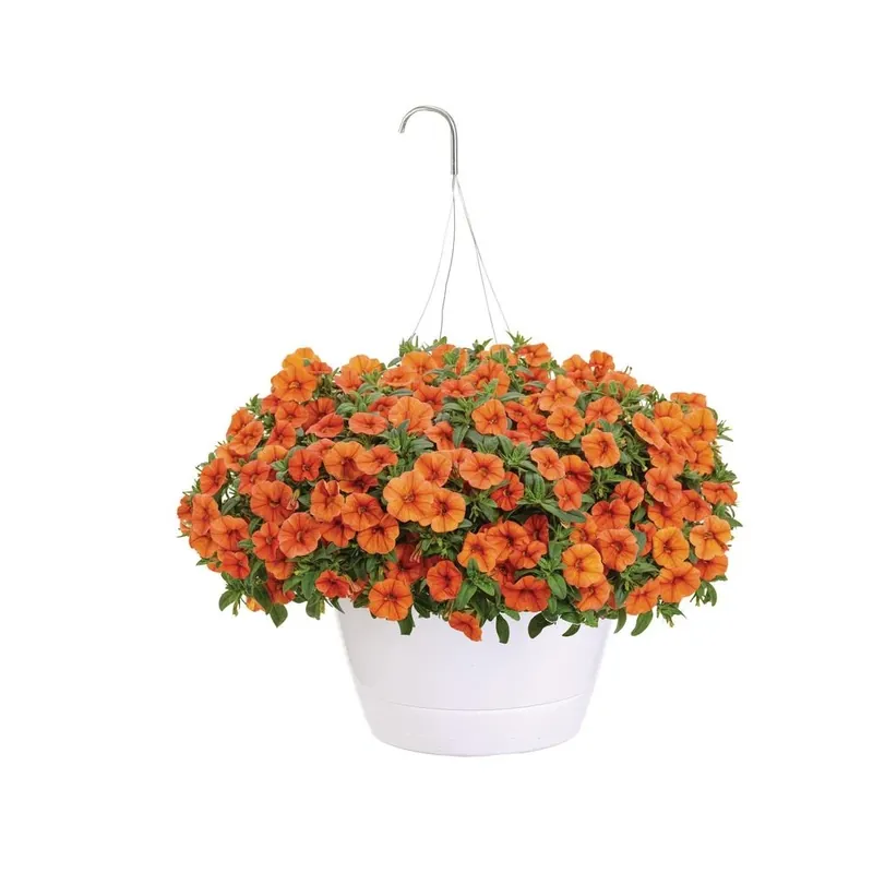 10 Inch Superbells Dreamsicle Mono Hanging Basket Live Plant With Orange Flowers
