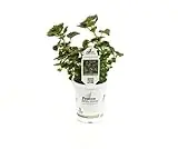 Strawberry Drop Coleus 4.25 In. Grande Plant