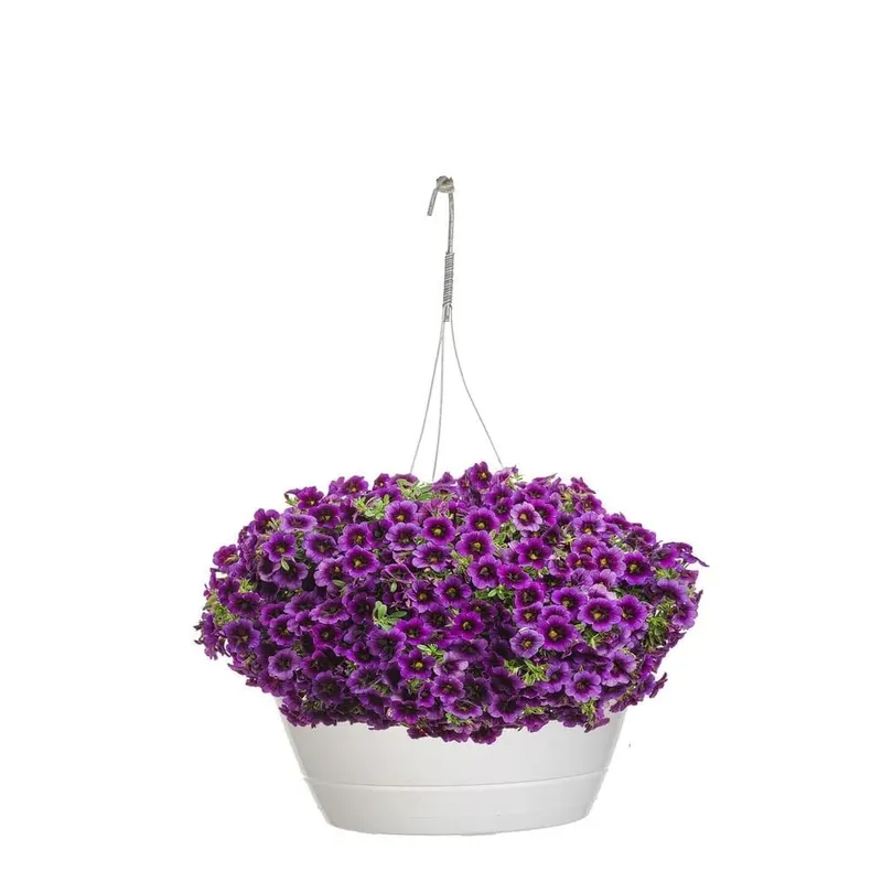 10 In. Purple Calibrachoa Superbells Grape Punch Mono Hanging Basket Live Plant