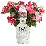 Surefire Rose Begonia Grande Fertilizer 4.25 In. Model Befprw0047520