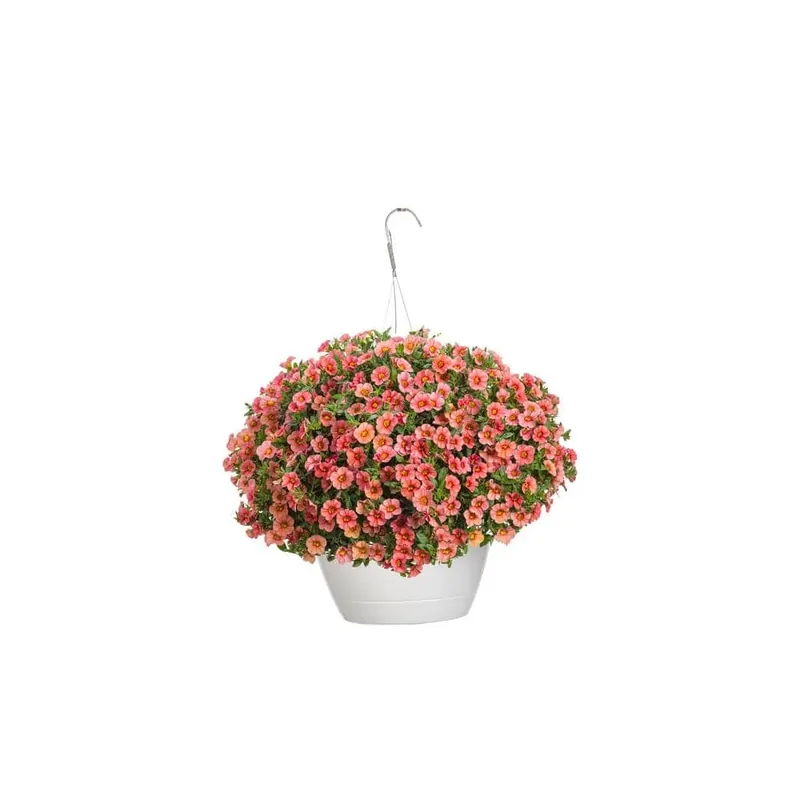 10 In. Coral Sun Mono Hanging Basket Live Plant With Pink And Yellow Flowers