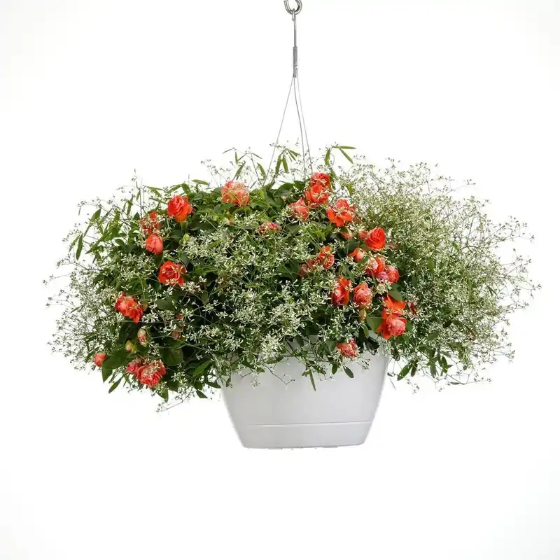 10 Inch White And Orange Flowers Carnelian Combination Hanging Basket Live Plant