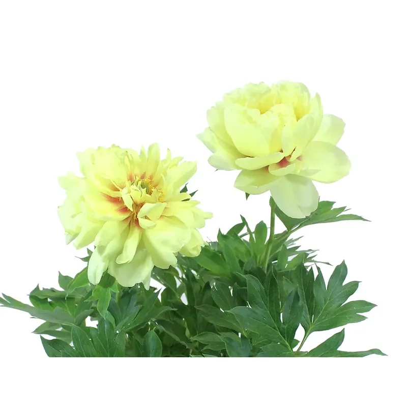1-gallon Potted Bowl Of Beauty Peony - Vibrant Flowering Plant