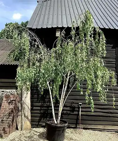 5 Betula Pendula (alba) Multi-trunk Tree - Perfect For Landscaping