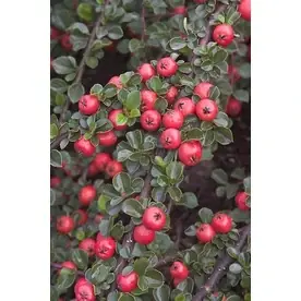 1.6-gallon Pink Cranberry Cotoneaster Flowering Shrub - Vibrant Garden Addition