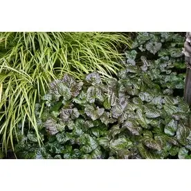 3-quart Beesia Plant - Vibrant Green Foliage For Your Garden