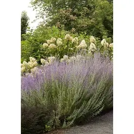 3-quart Russian Sage Plant - Aromatic Perennial For Gardens