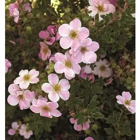 1.6-gallon Pink Beauty Potentilla Flowering Shrub Model P9874