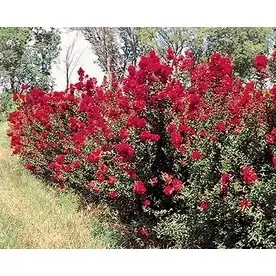 3.58-gallon Dynamite Crape Myrtle Flowering Tree - Vibrant Blooms & Hardy Growth