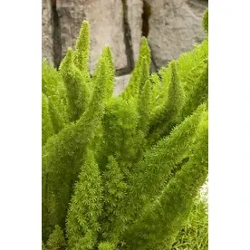 3-quart Foxtail Fern - Lush Green Foliage For Indoor And Outdoor Spaces