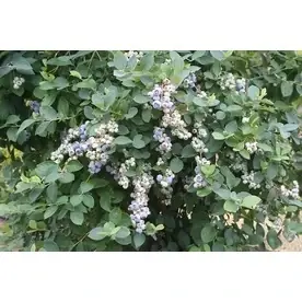 1.6-gallon White Bountiful Blue Blueberry Flowering Shrub Plant
