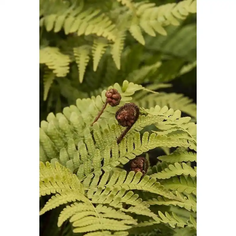 3-quart Autumn Fern Plant - Lush Green Foliage For Your Garden