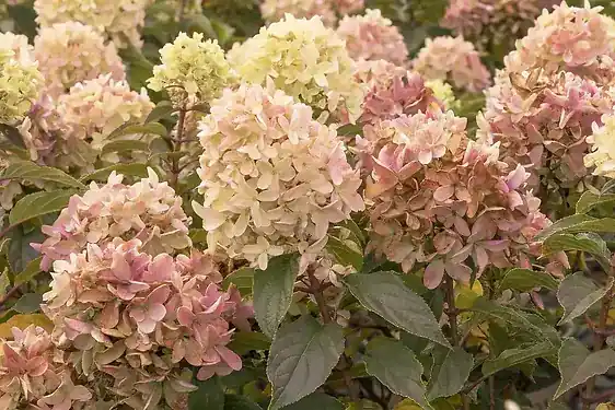 Hydrangea Strawberry Shake 2 Gallon Container - Vibrant Pink Blooms