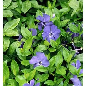2.6-quart Bowles Common Periwinkle Plant For Gardens And Landscapes