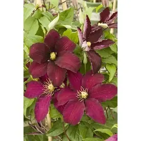2.6 Quart Niobe Clematis - Vibrant Climbing Plant For Gardens