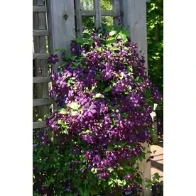 2.6-quart Jackman Superba Clematis - Vibrant Purple Flowering Vine