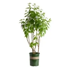1.73-gallon Purple Lavender Lady Lilac Flowering Shrub - Vibrant Blooms