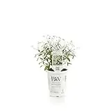 Diamond Frost Euphorbia 4.25 In. Grande Plant