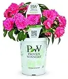 Rockapulco Coral Reef Impatiens Grande 4.25 In. Flowering Plant