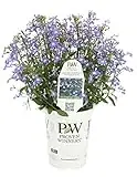 Compact Blue With Eye Lobelia 4.25 In. Grande Fertilizer