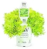 Lemon Coral Sedum 4.25 In. Grande Plant - Sedprs2037520
