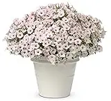 Supertunia Vista Silverberry Petunia 4.25 In. Grande Flower