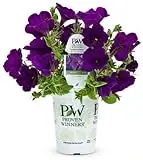 Supertunia Royal Velvet Petunia 4.25 In. Grande Flower Plant