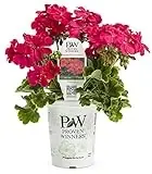 Boldly Hot Pink Geranium 4.25 In. Grande Plant