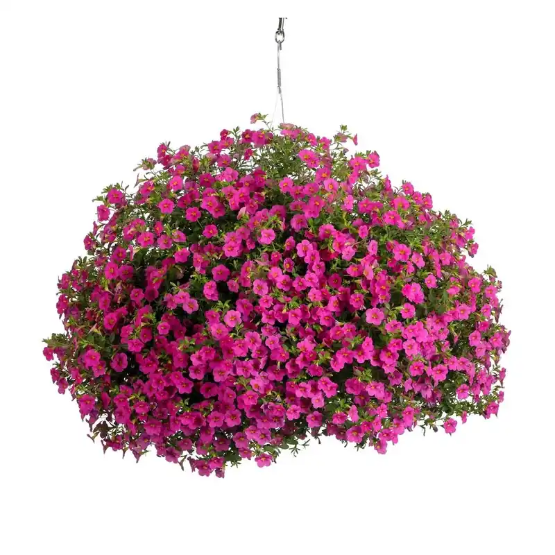 10 Inch Superbells Pink Mono Hanging Basket Live Plant With Pink Flowers