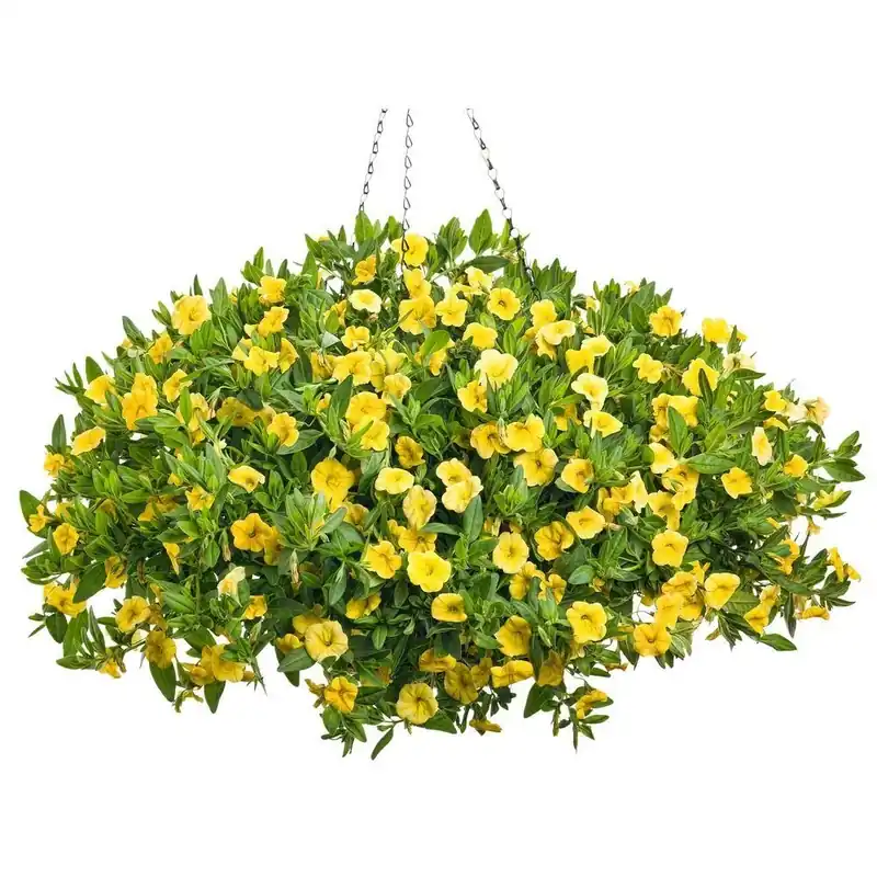 10 Inch Yellow Flowers Calibrachoa Superbells Mono Hanging Basket Live Plant