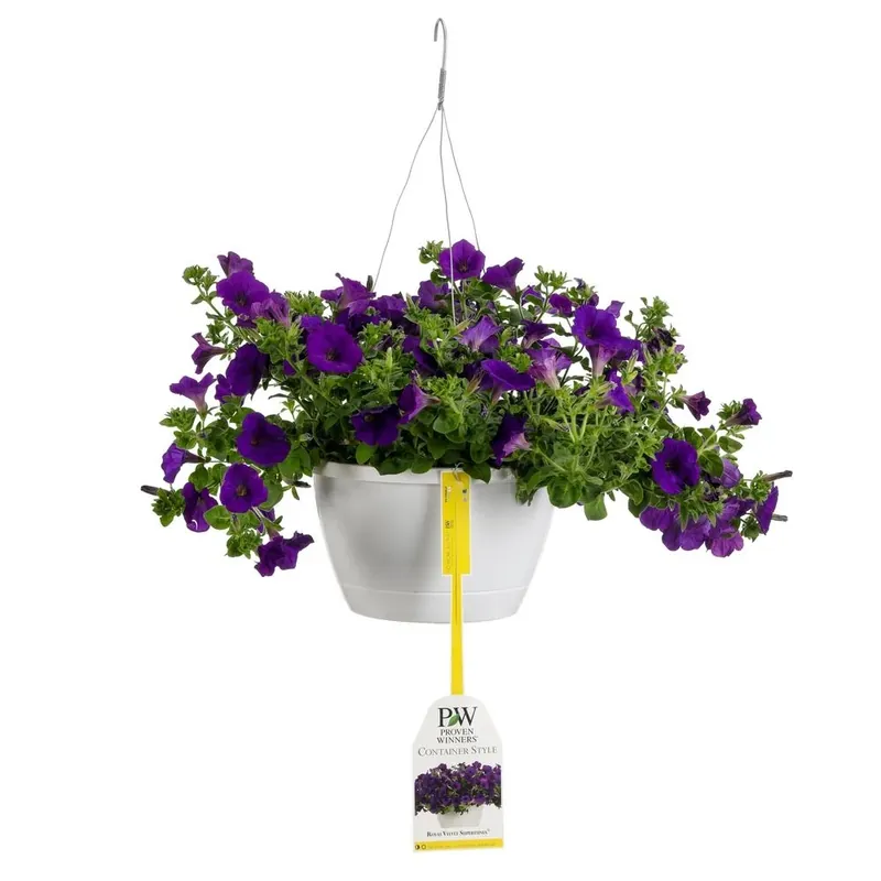 10 Inch Supertunia Royal Velvet Mono Hanging Basket Live Plants With Purple Flowers