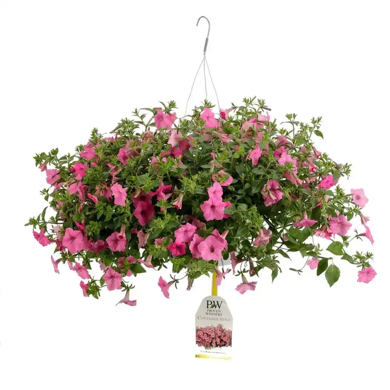 Proven Winners 10 Inch Supertunia Vista Bubblegum Mono Hanging Basket Live Plant Pink Flowers