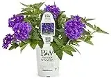 Superbena Violet Ice Verbena 4.25 In. Grande Fertilizer