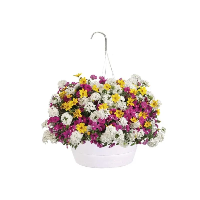 10 Inch Rockin Rush Combination Hanging Basket With Pink, Yellow And White Flowers