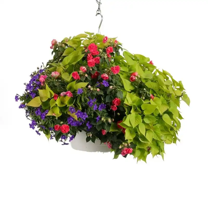 10 Inch Caledonia Combination Hanging Basket With Pink And Purple Flowers